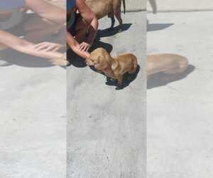 Dachshund-Unknown Mix Dogs for adoption in Calgary, Alberta, Canada