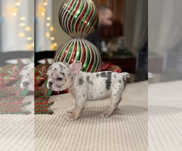 Medium Photo #31 French Bulldog Puppy For Sale in HILTON, NY, USA