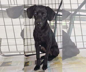 Labrador Retriever-Unknown Mix Dogs for adoption in Sterling, MA, USA