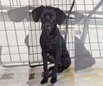 Small Labrador Retriever Mix