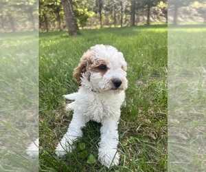Goldendoodle-Poodle (Miniature) Mix Puppy for sale in DURHAM, CT, USA