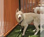 Small #1 Siberian Husky Mix
