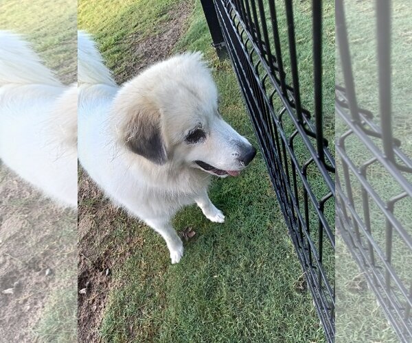 Medium Photo #20 Great Pyrenees Puppy For Sale in Spring, TX, USA