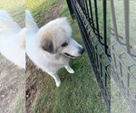 Small #19 Great Pyrenees