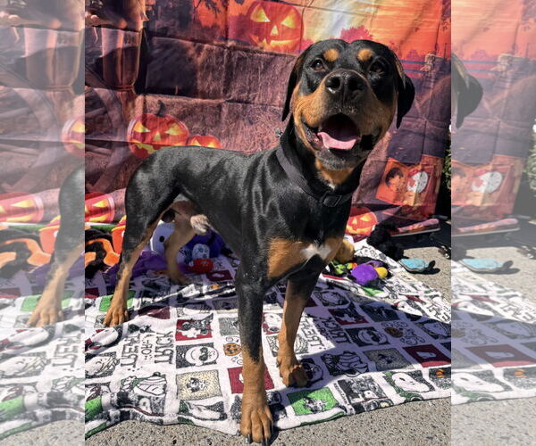 Medium Photo #8 Rotterman Puppy For Sale in Lake Elsinore, CA, USA