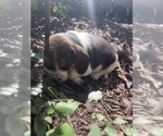 Small #6 Beagle