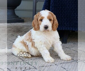 Goldendoodle Puppy for sale in NARVON, PA, USA