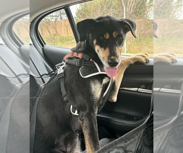 Medium Photo #9 Doberman Pinscher-Unknown Mix Puppy For Sale in Greenbelt, MD, USA
