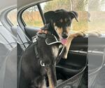 Small #8 Doberman Pinscher Mix