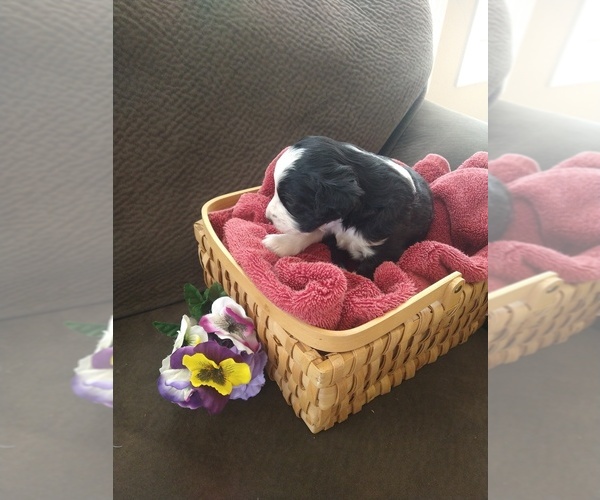 Medium Photo #19 Bernedoodle Puppy For Sale in CALHAN, CO, USA