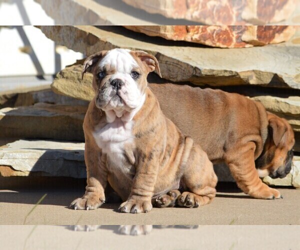 Medium Photo #1 Bulldog Puppy For Sale in STEPHENVILLE, TX, USA