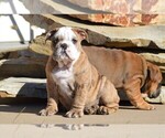 Small Photo #1 Bulldog Puppy For Sale in STEPHENVILLE, TX, USA