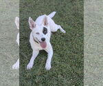 Small #1 Mutt