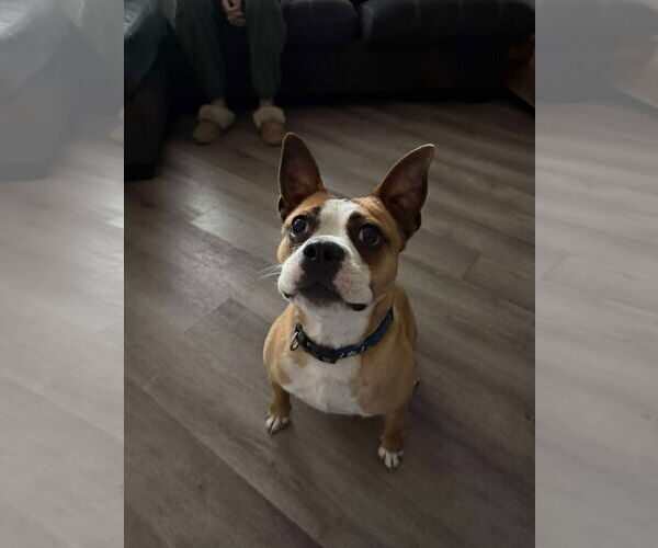 Medium Photo #6 English Boston Bulldog Puppy For Sale in Oro Medonte, Ontario, Canada