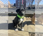 Small #9 Labrador Retriever Mix