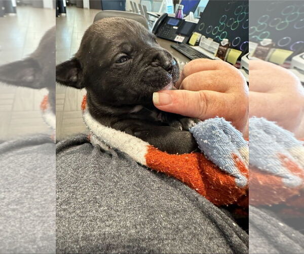 Medium Photo #1 Labrador Retriever-Unknown Mix Puppy For Sale in Tampa, FL, USA