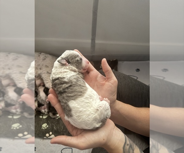 Medium Photo #51 Aussiedoodle-Bernedoodle Mix Puppy For Sale in BELTON, SC, USA