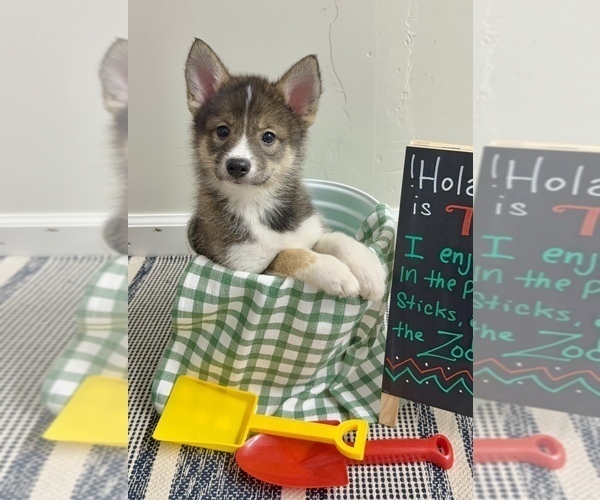 Medium Photo #8 Pomsky-Shiba Inu Mix Puppy For Sale in NASHUA, NH, USA