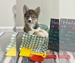 Small #7 Pomsky-Shiba Inu Mix