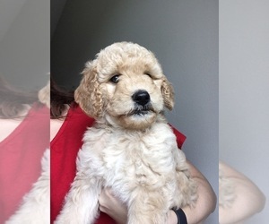 Goldendoodle Puppy for sale in FRIENDSWOOD, TX, USA