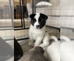 Small Photo #3 Akita Puppy For Sale in CANTONMENT, FL, USA