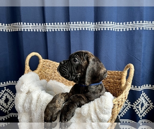 Medium Photo #3 Cane Corso Puppy For Sale in VOLUNTOWN, CT, USA