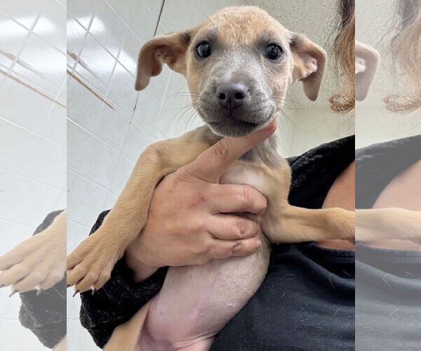 Medium Photo #4 Mutt Puppy For Sale in GILBERTS, IL, USA