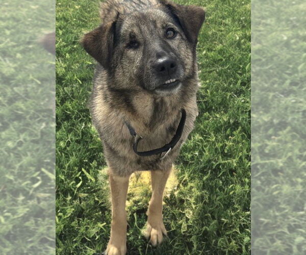 Medium Photo #2 Norwegian Elkhound-Unknown Mix Puppy For Sale in Newport Beach, CA, USA
