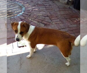 Cleo- ** - Female Mutt Dog for Adoption - Photo #7