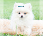Small #2 Pomeranian