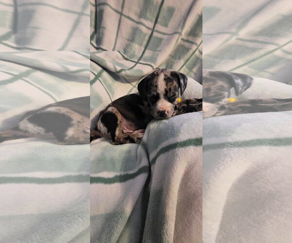 Medium Photo #2 Black Mouth Cur-Unknown Mix Puppy For Sale in New London, WI, USA