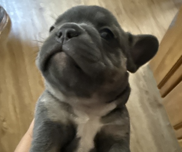 Medium Photo #2 French Bulldog Puppy For Sale in VACAVILLE, CA, USA