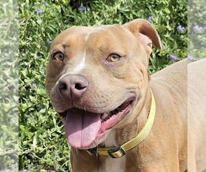 American Staffordshire Terrier Dogs for adoption in Albuquerque, NM, USA