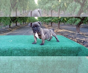 American Bully Puppy for sale in DOS PALOS, CA, USA
