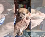 Small Morkie