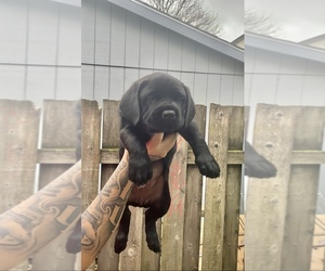 Cane Corso Puppy for sale in PORTLAND, OR, USA