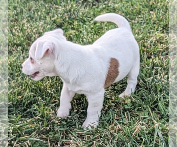 Medium Photo #11 Jack Russell Terrier Puppy For Sale in APPLE GROVE, WV, USA