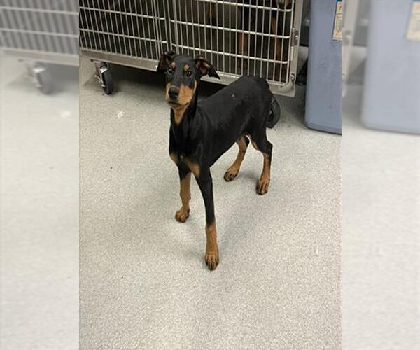 Medium Photo #1 Doberman Pinscher Puppy For Sale in Rancho Cucamonga, CA, USA