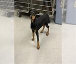 Small Doberman Pinscher