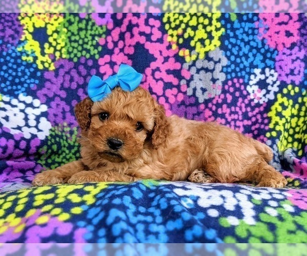 Medium Photo #5 Cockapoo-Poodle (Miniature) Mix Puppy For Sale in PEACH BOTTOM, PA, USA