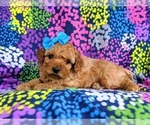 Small Photo #5 Cockapoo-Poodle (Miniature) Mix Puppy For Sale in PEACH BOTTOM, PA, USA