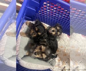 Yorkshire Terrier Puppy for sale in GUTHRIE, KY, USA