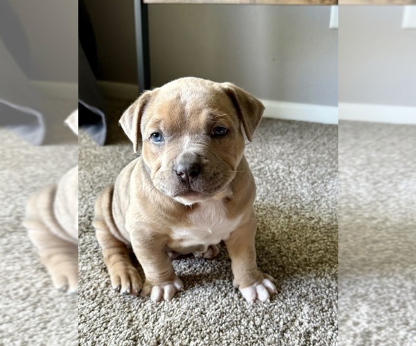 Medium Photo #4 American Bully Puppy For Sale in CEDAR RAPIDS, IA, USA