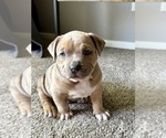 Small #3 American Bully