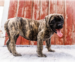 Small Photo #10 Mastiff Puppy For Sale in WAKARUSA, IN, USA