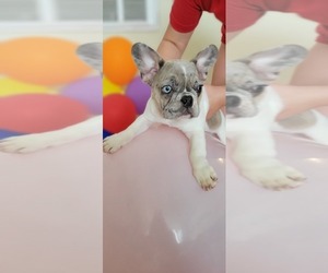 French Bulldog Puppy for sale in TAMPA, FL, USA