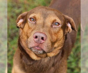 Chocolate Labrador retriever-Unknown Mix Dogs for adoption in Canton, CT, USA