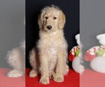 Small Photo #1 Labradoodle Puppy For Sale in FREDERICKSBURG, OH, USA