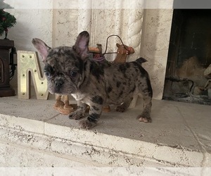 French Bulldog Puppy for sale in MORENO VALLEY, CA, USA