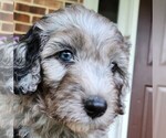 Small #1 Aussiedoodle